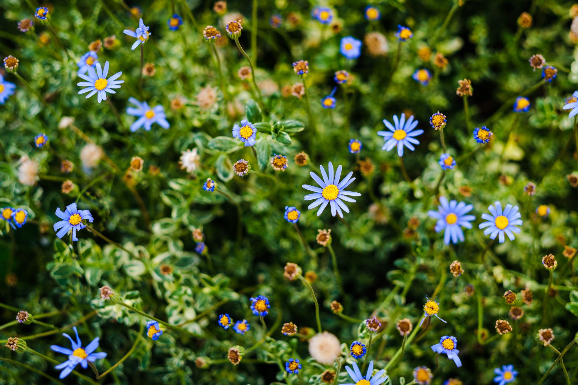 Flowers