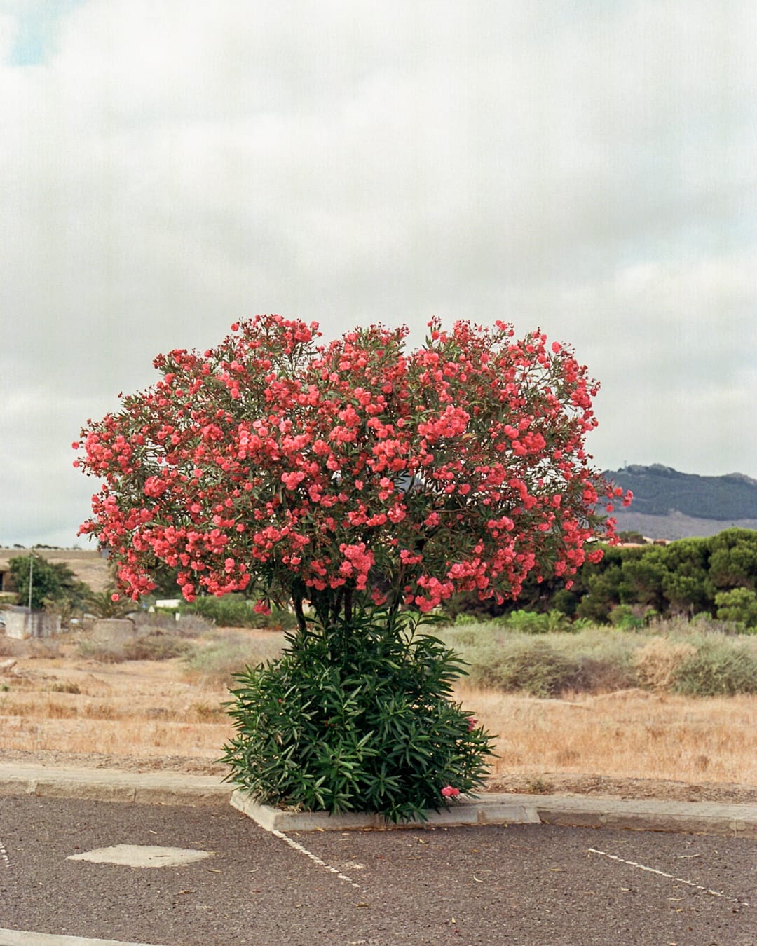 Porto Santo Series - Kodak Portra